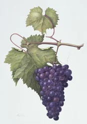 Grapes, 1994 (wc no papel)